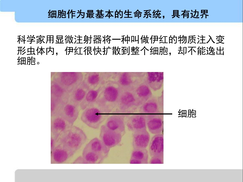 生物必修一细胞膜.ppt_第2页