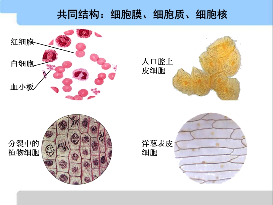 生物必修一细胞膜.ppt_第3页