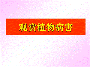 观赏植物病害各论(简化版).ppt