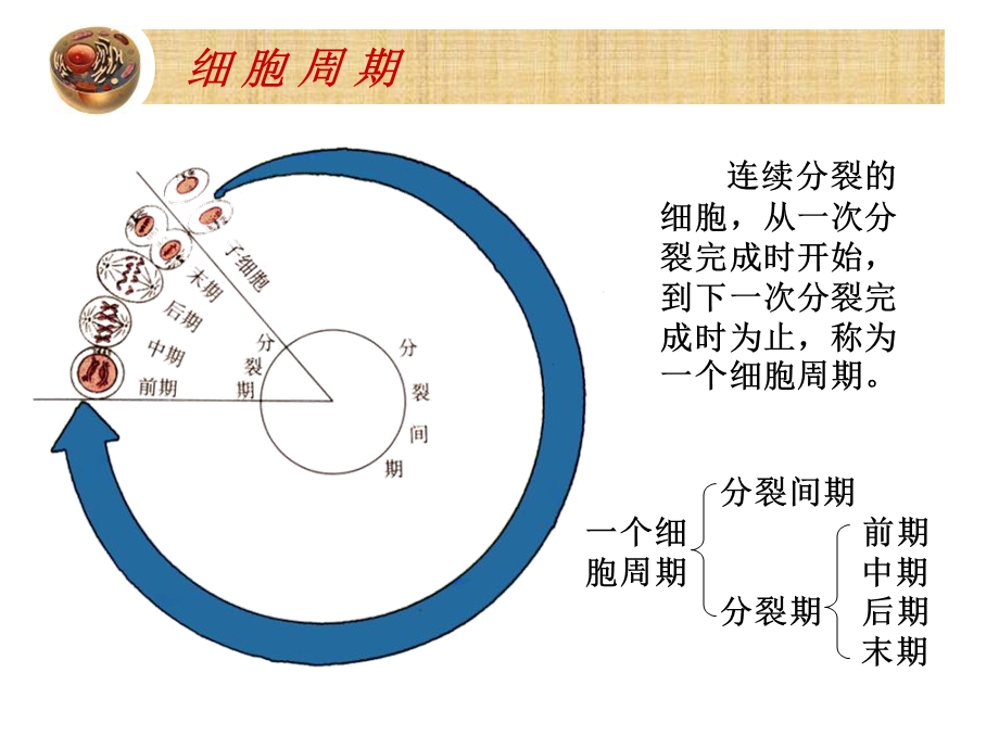 细胞的增殖(生物).ppt_第3页