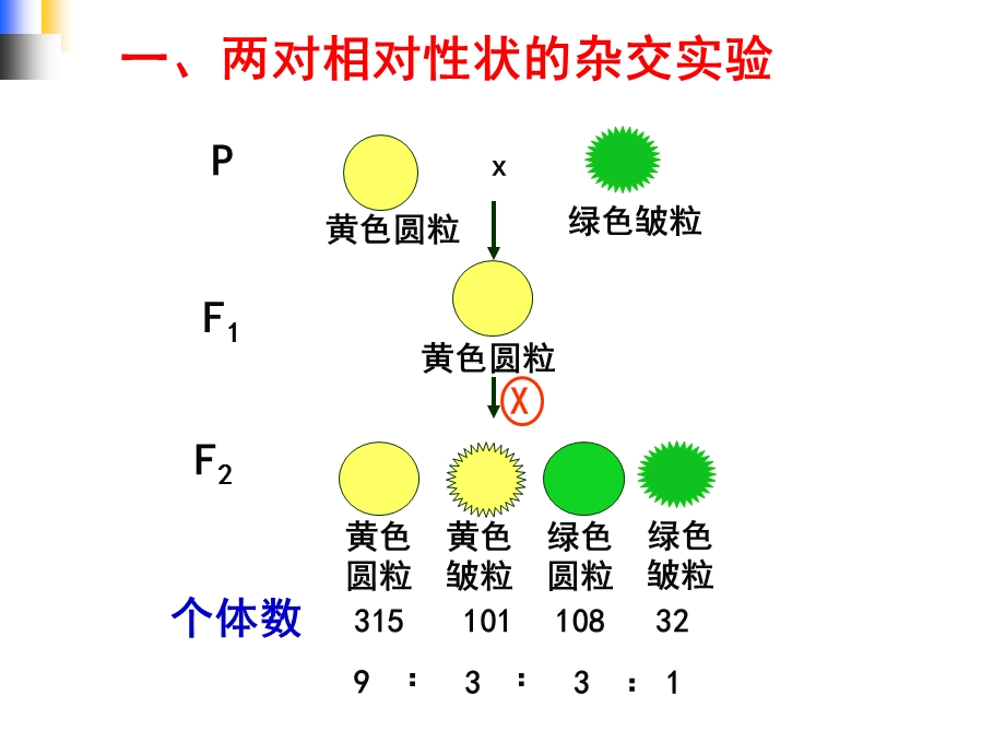 自由组合定律(浙教版).ppt_第2页