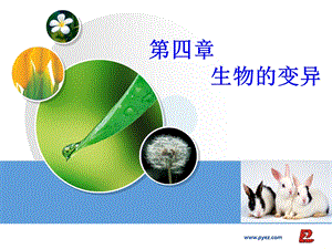 生物《生物变异的来源》课件浙科版.ppt