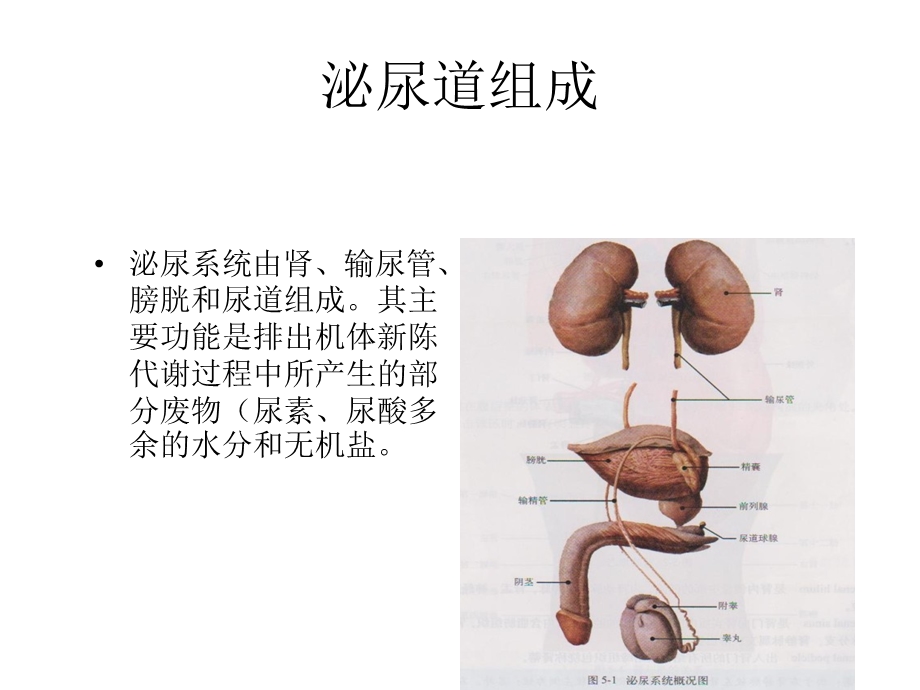 神经源性膀胱的分类.ppt_第3页