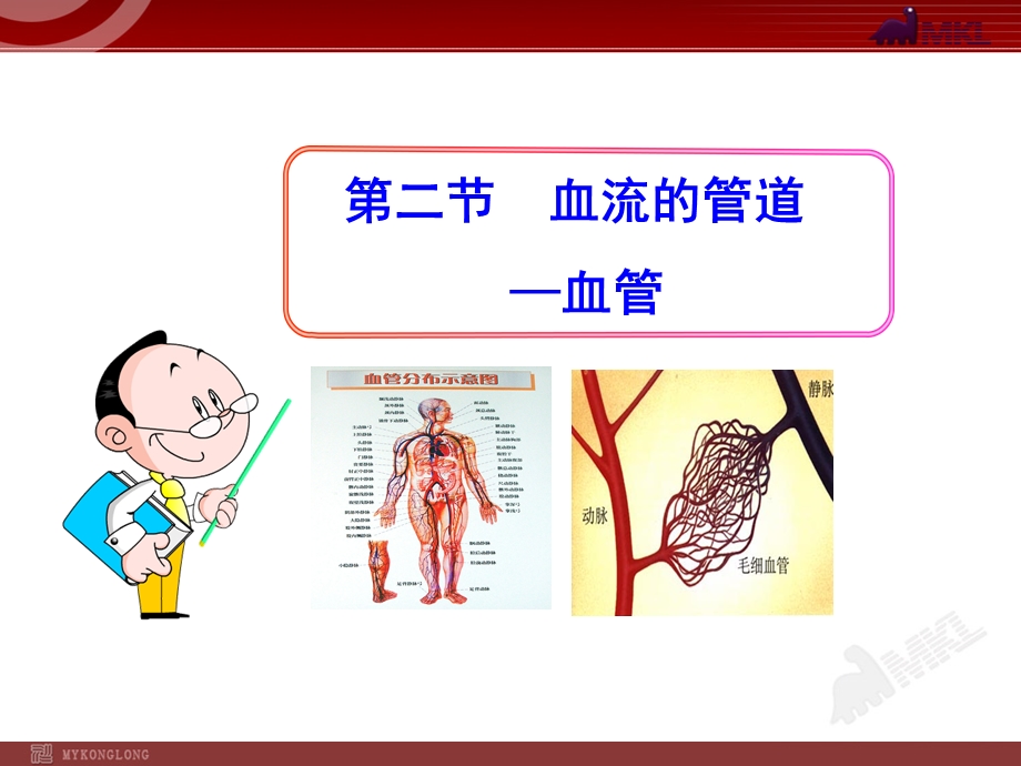 血流的管道-血管七年级下册.ppt_第1页