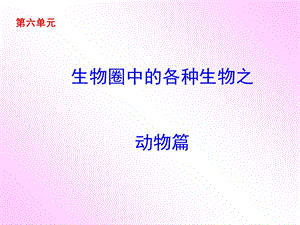 生物圈中的其他生物之动物篇.ppt