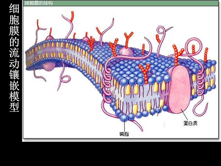 生物必修一第2章细胞的结构.ppt_第2页