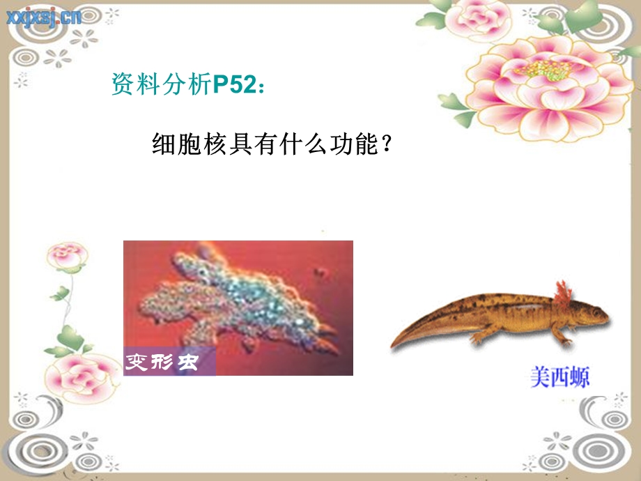 细胞核-系统的控制中心细胞核的功能.ppt_第2页