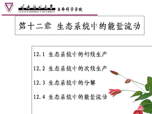 生态系统中的能量流动.p.ppt