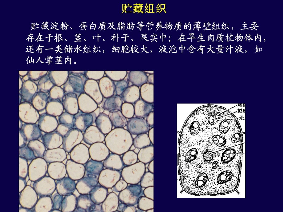 生物竞赛植物基本组织.ppt_第2页