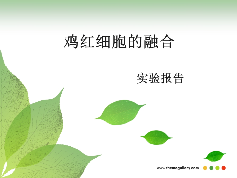 细胞生物学实验报告鸡红细胞的融合.ppt_第1页