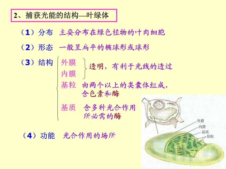 能量之源──光与光合作用(课件).ppt_第3页