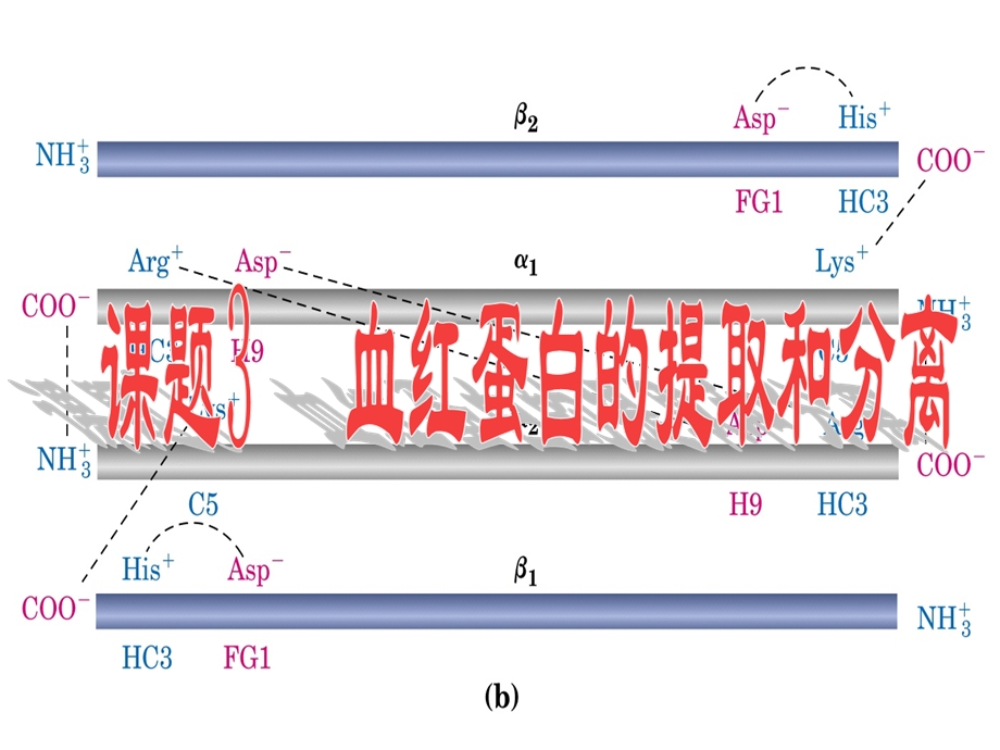 血红蛋白的提取和分离(试用版).ppt_第2页