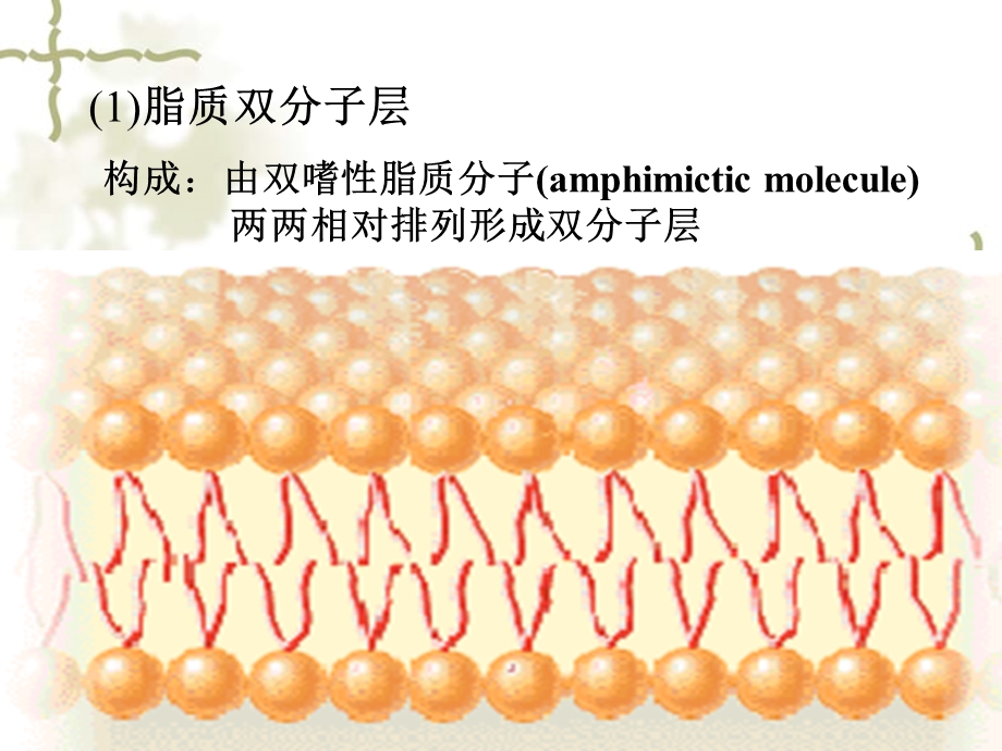 细胞膜的结构与生理功能.ppt_第3页