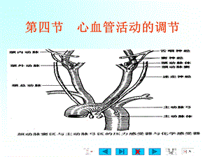 血液循环(心血管活动的调节).ppt