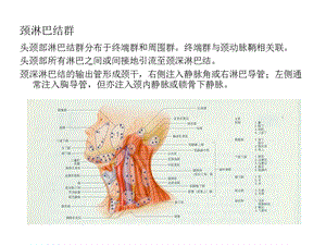 颈淋巴与器官.ppt