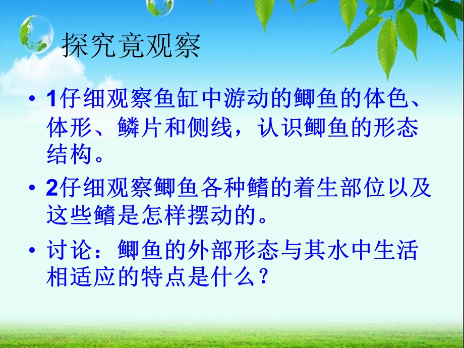 46第六节鱼类.ppt_第3页