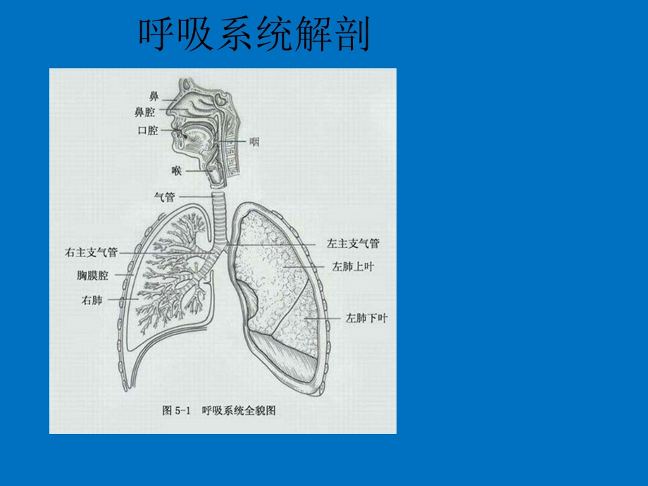 肺部护理ppt课件.ppt_第3页