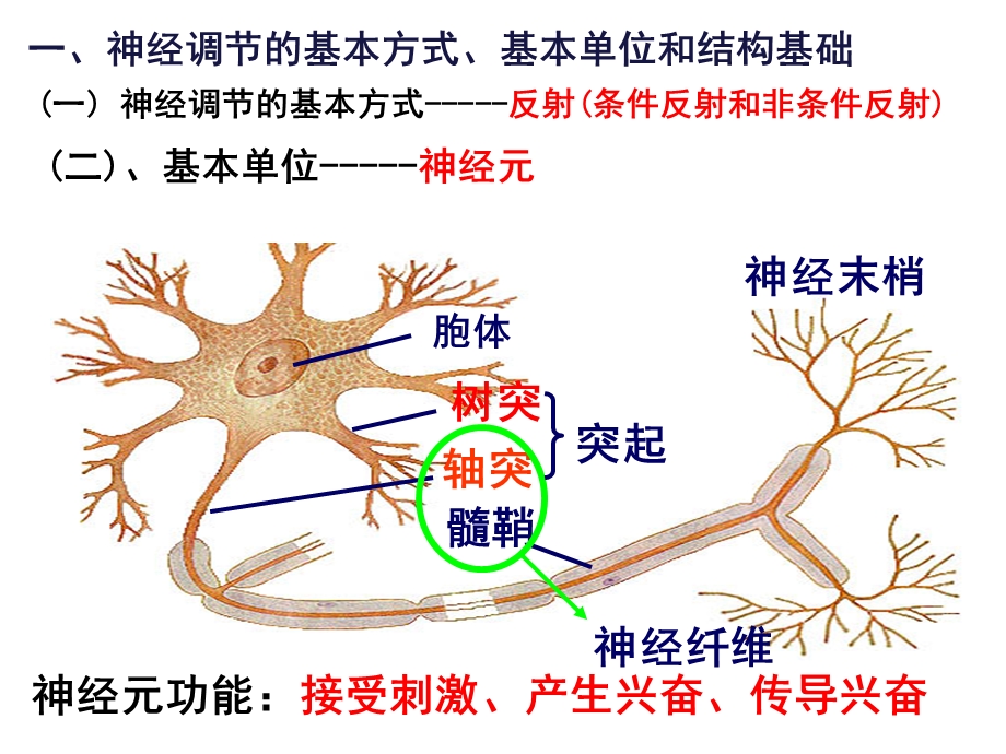 神经调节一轮复习课件.ppt_第2页