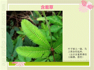 植物趣闻大班科学.ppt