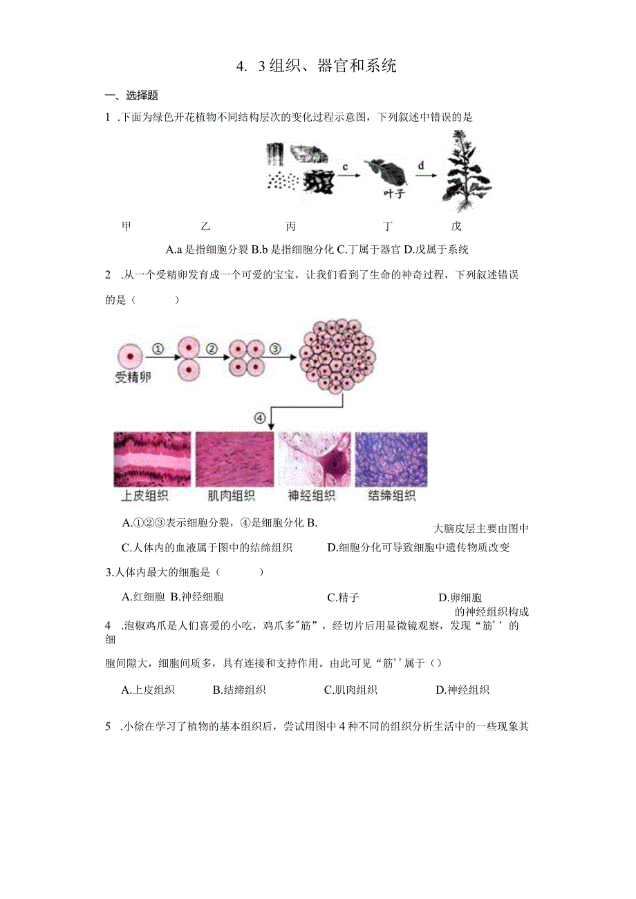 4.3 组织、器官和系统 同步练习（含解析）.docx_第1页