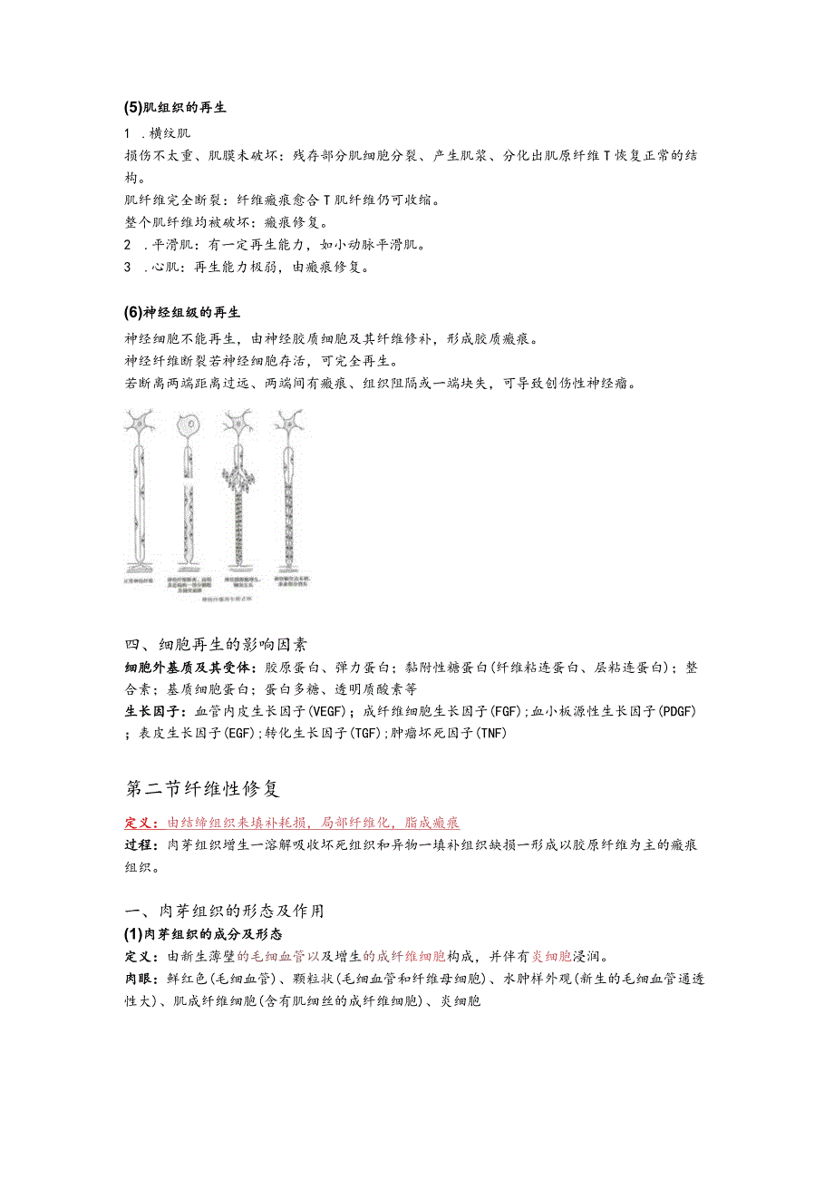 病理学整理2.损伤的修复.docx_第3页