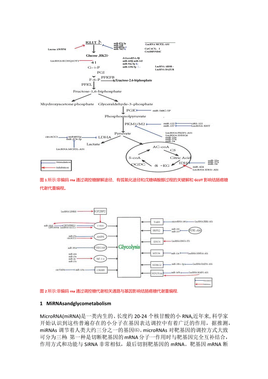 非编码RNA在结肠癌糖代谢重编程中的作用.docx_第3页