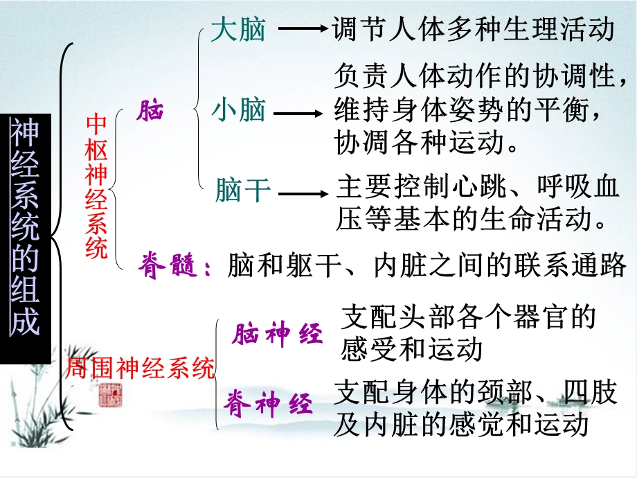 中枢神经系统解剖端脑.ppt_第3页