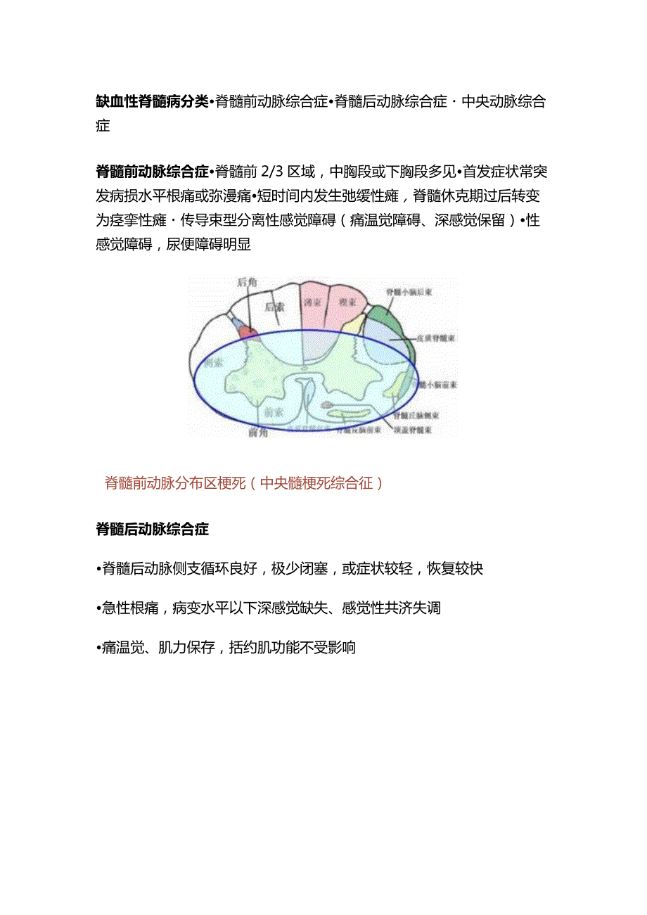 2024脊髓的血管解剖结构、生理功能及相关疾病.docx_第3页