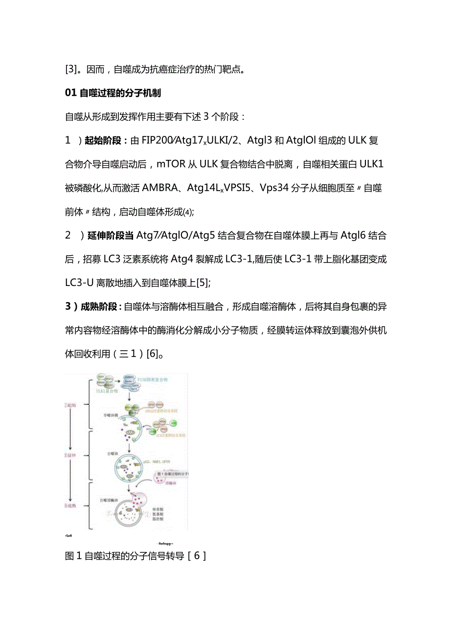 细胞自噬调控在肿瘤中作用的研究进展2023.docx_第2页