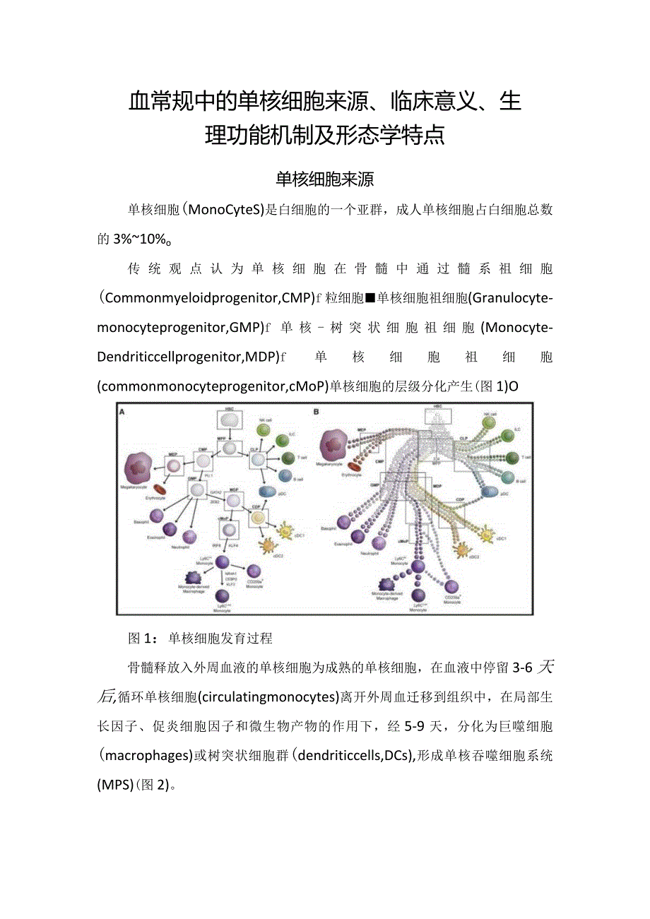 血常规中的单核细胞来源、临床意义、生理功能机制及形态学特点.docx_第1页