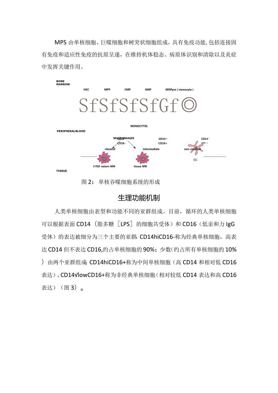 血常规中的单核细胞来源、临床意义、生理功能机制及形态学特点.docx_第2页