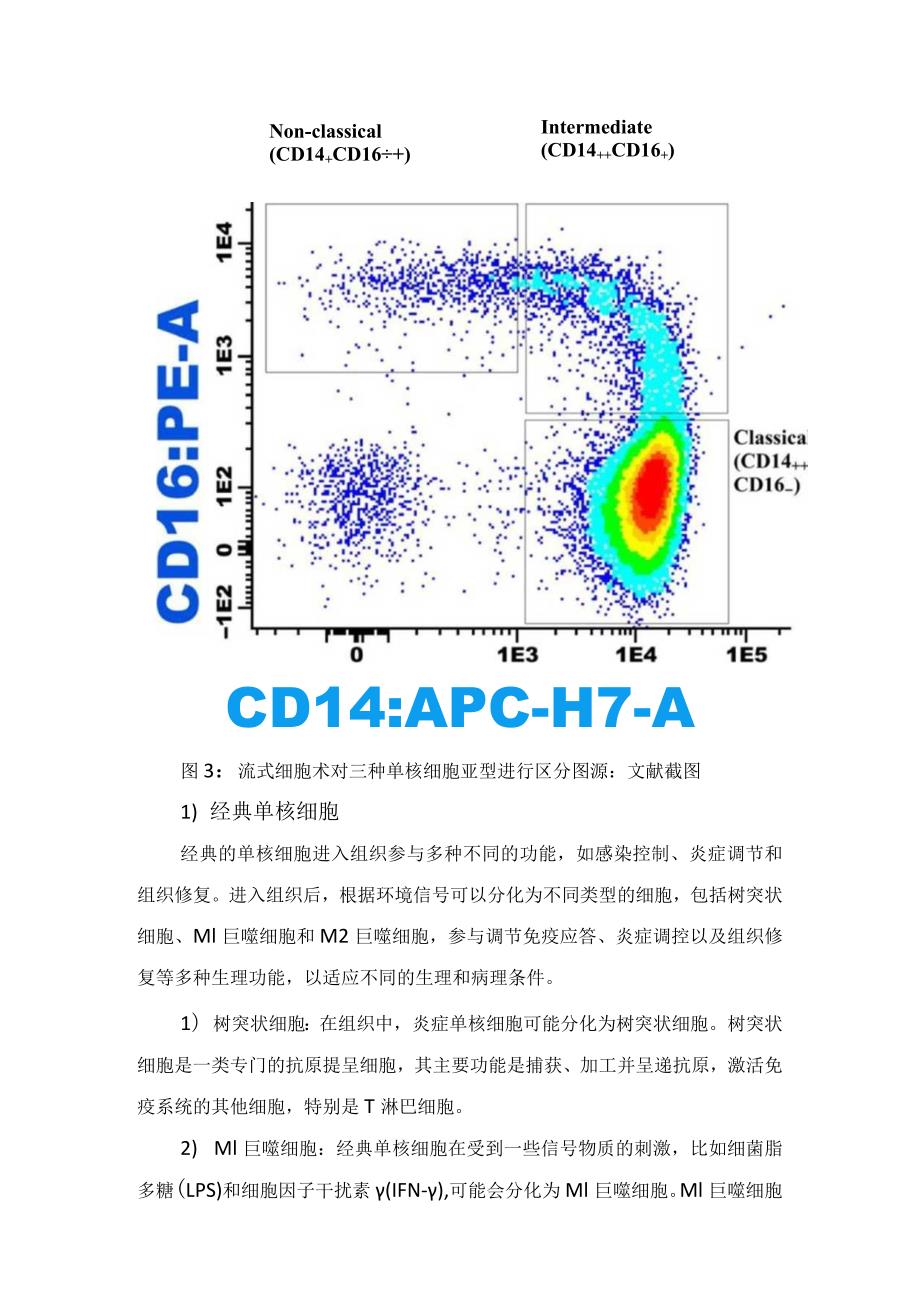 血常规中的单核细胞来源、临床意义、生理功能机制及形态学特点.docx_第3页