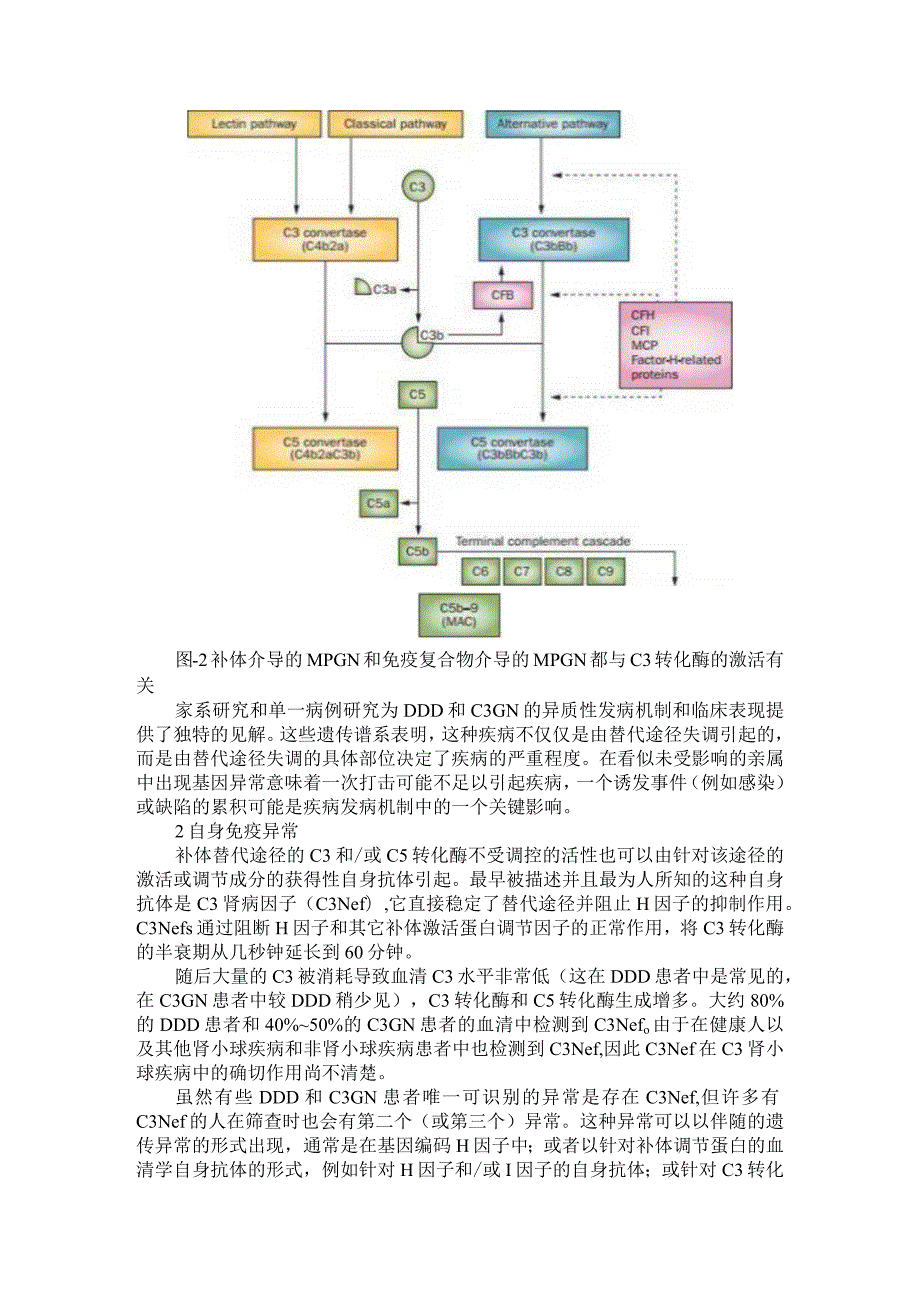 C3 肾小球疾病的发病机制以及 MPGN 的重新分类.docx_第2页