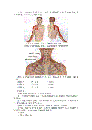 (课件)斜角肌功能详解.docx