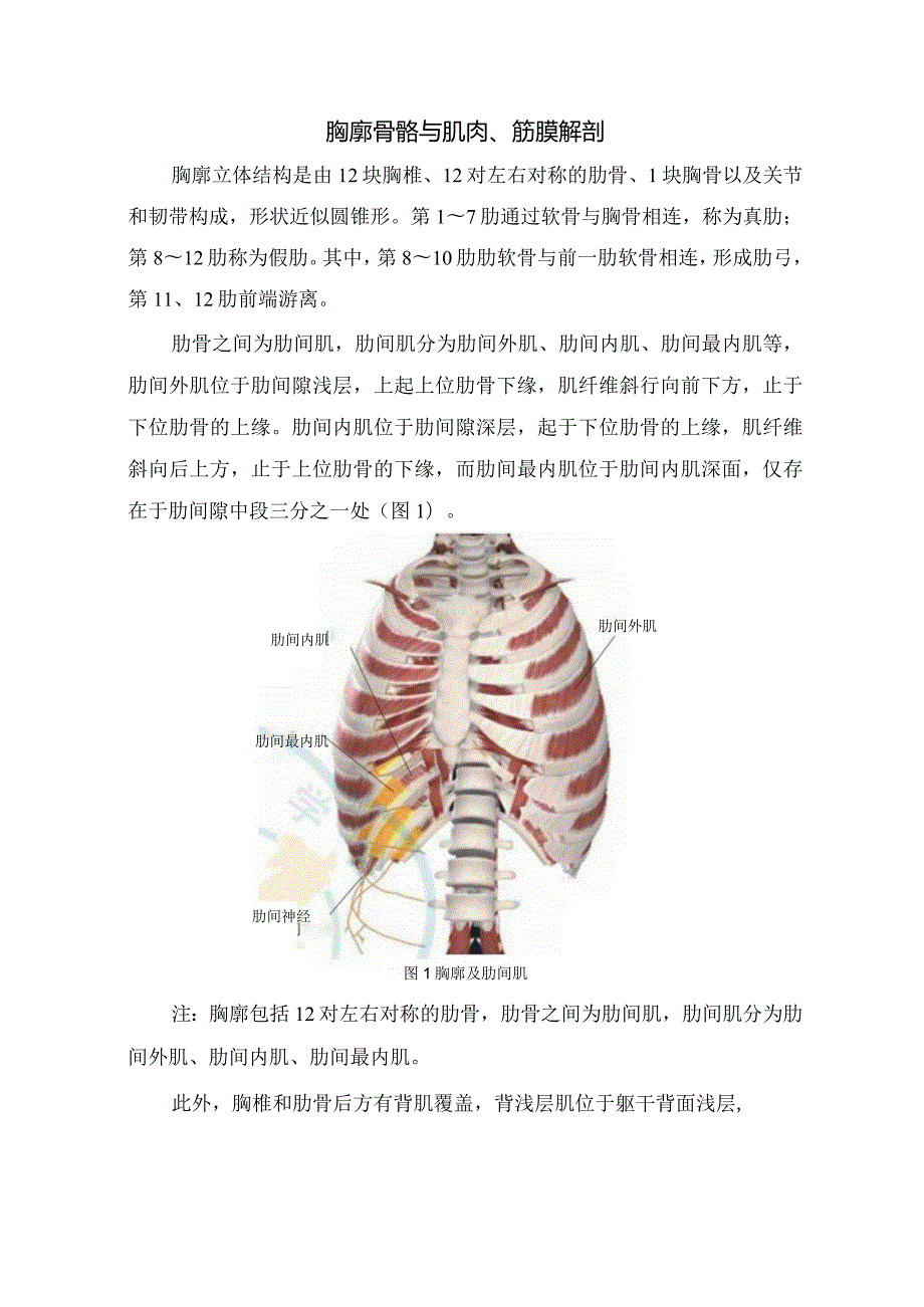 临床肋间神经解剖肋间神经阻滞疗法适应证、禁忌证、操作方法、疗效评估、不良反应防治及注意事项.docx_第2页