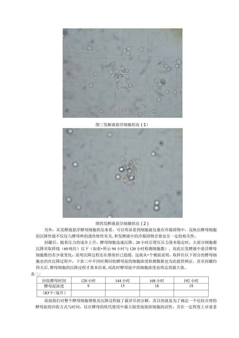 酵母细胞的沉降特点和酵母泥回收使用方法的研究分析.docx_第3页