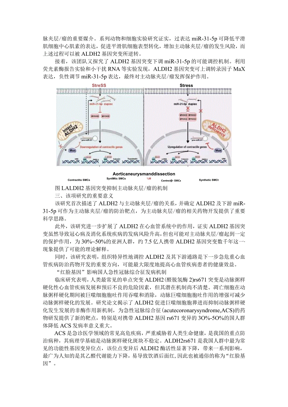 脸红基因ALDH2调控主动脉夹层-瘤新机制与影响国人急性冠脉综合征发病机制.docx_第2页