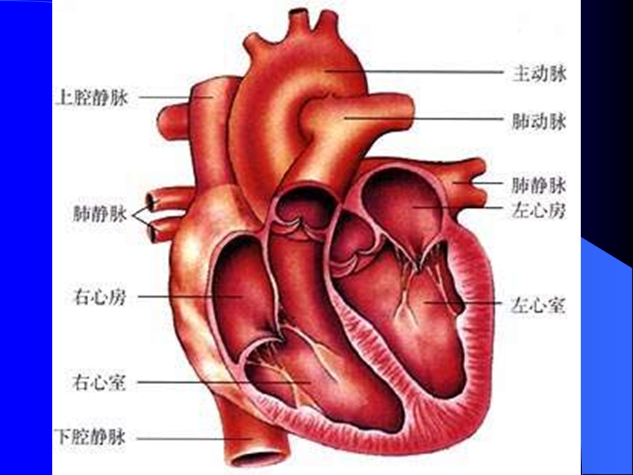 第二十二章心脏疾病比人的护理.ppt_第2页