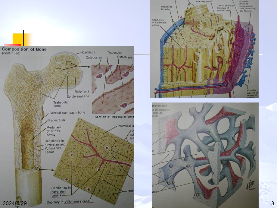 老人骨质疏松症.ppt.ppt_第3页