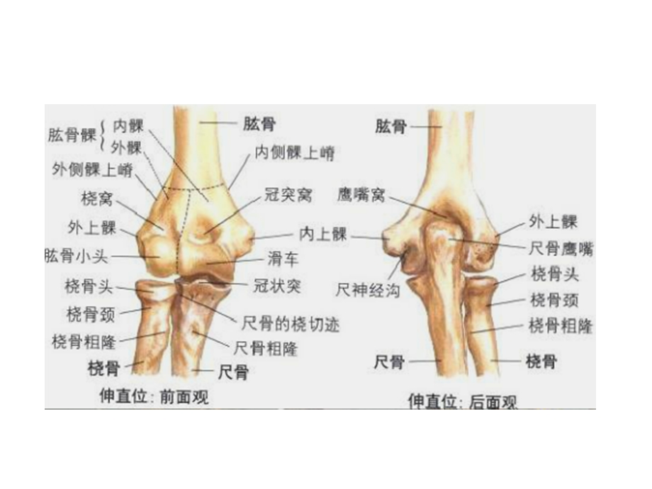 肘关节解剖运动学说.ppt_第2页