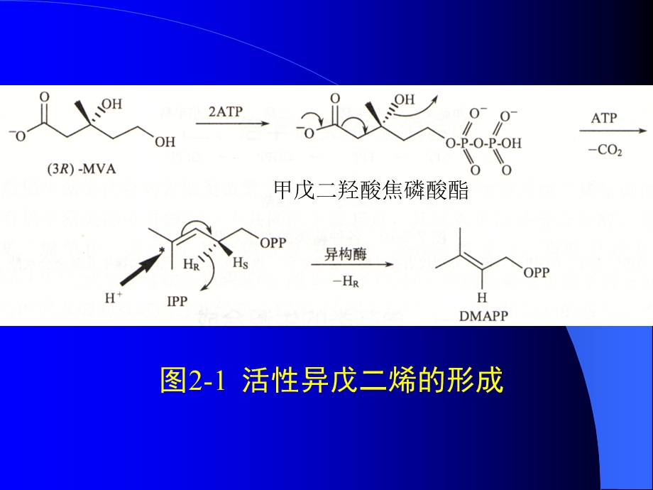 海洋生物活性物质萜类.ppt_第3页