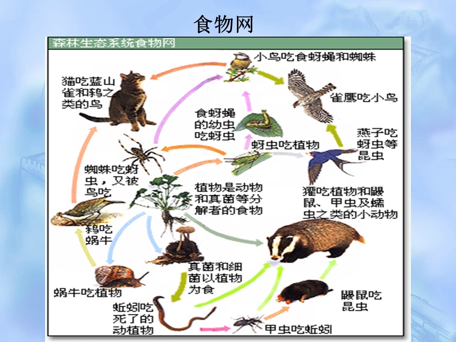 核环境监测与评价 第7章 放射性物质通过生物链向人的转移.ppt_第3页