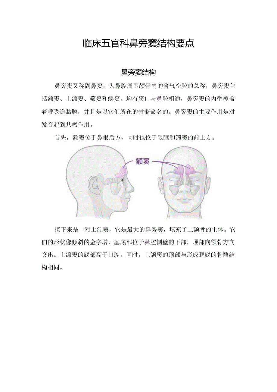 临床五官科鼻旁窦结构要点.docx_第1页