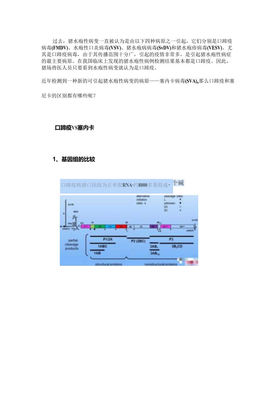 塞尼卡和口蹄疫的区别在哪儿？.docx_第1页