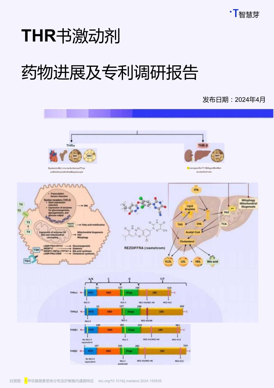 THR-β 激动剂药物进展及专利调研报告.docx_第1页