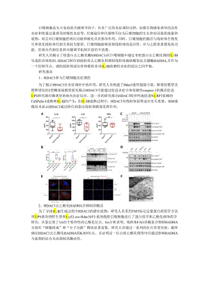 HDAC3介导线粒体驱动的IL 1β依赖性炎症机制.docx