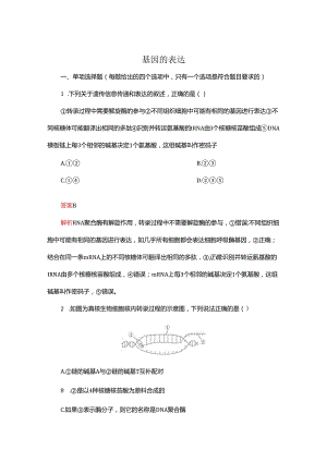 2023-2024学年 人教版 必修二 基因的表达 作业.docx