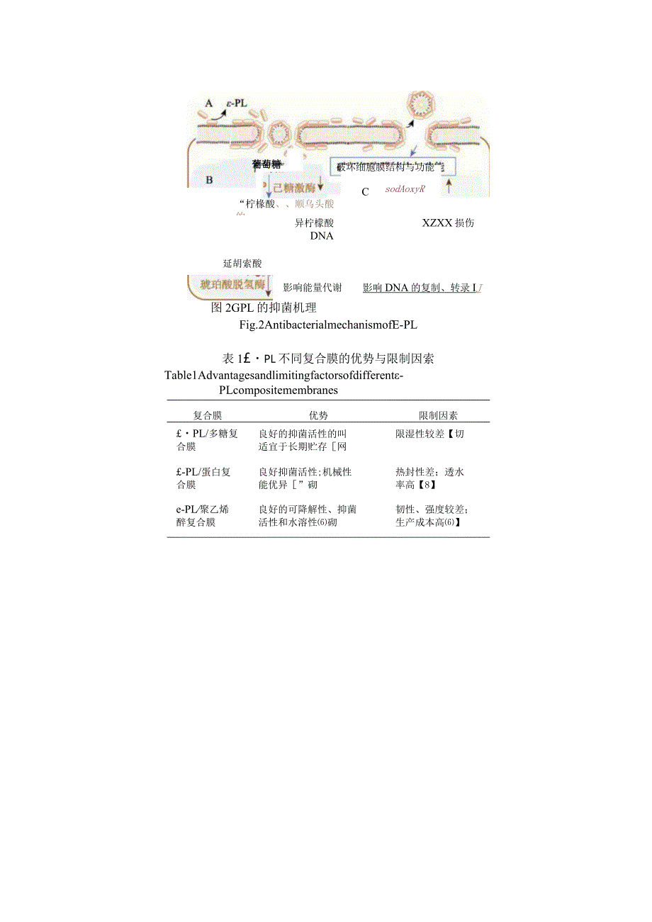 ε-聚赖氨酸抑菌机制及其在肉类保鲜中的应用.docx_第3页