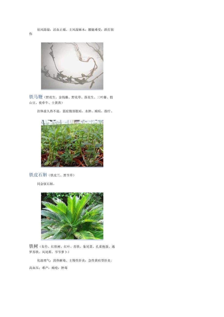 3000种中医药材第2201-2300种.docx_第3页