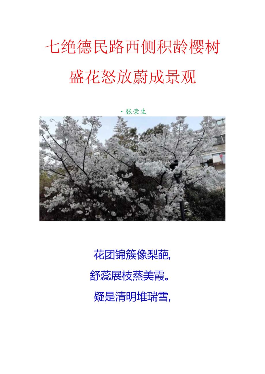 七绝-德民路西侧积龄樱树盛花怒放蔚成景观.docx_第1页